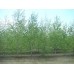 Саженцы березы бородавчатой купить в алматы ясень обыкновенный в казахстане питомник растений Rostok